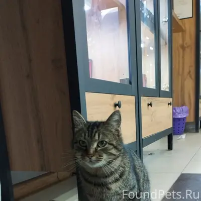 Пропала кошка, Макеевка