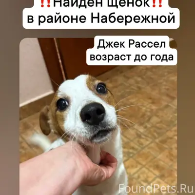 Найден щенок Джек Рассел, Набережная