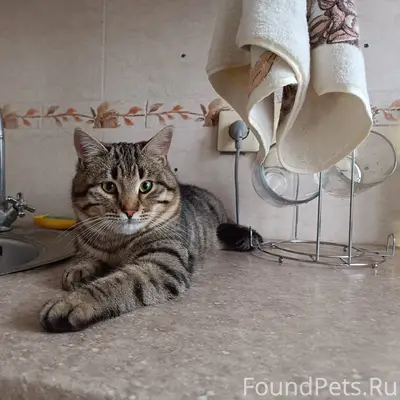 Пропал кот Тосик, район 'Скорой помощи'