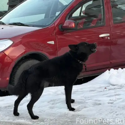 Найден чёрный пёс с ошейником, ул. Димитрова