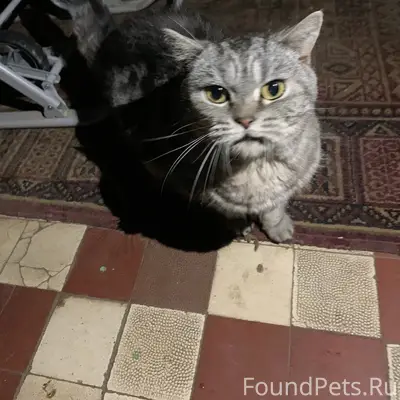 Найден британец, район ул. Благова