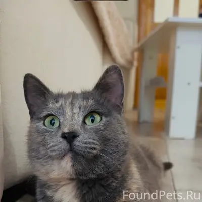 Найдена кошка, Кузнецовский Затон