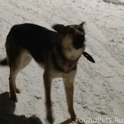 Пропала собака, [место] ул. Корто