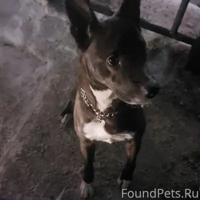 Пропала собака, ухоженная, улица Полярные Зори-Сомова