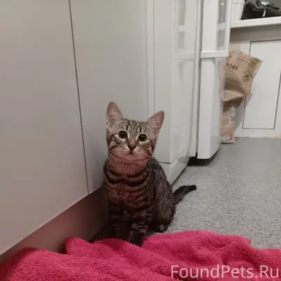 Найден кот, Приокский район