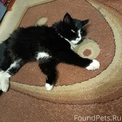 Пропал кот Сева, Липецк, район улицы Папина