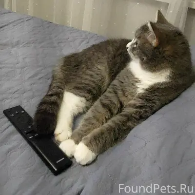 Пропала кошка, д. Федоровское