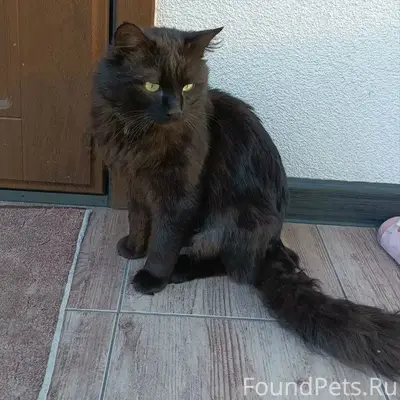 Пропал чёрный кот, Переулок Железнодорожный