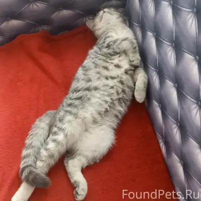 Пропал котёнок, улица Северная 18