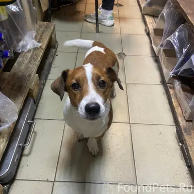 Пропал Майло, собака