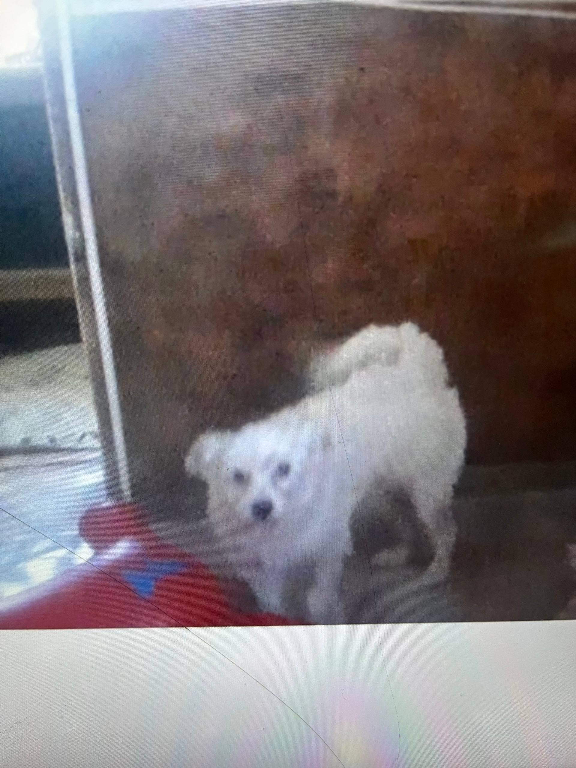 Пропала собака, неизвестно место пропажи