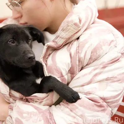 Найден щенок Кирюха, Академика Павлова