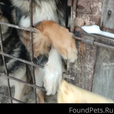 Пропал пёс, район ДРСУ