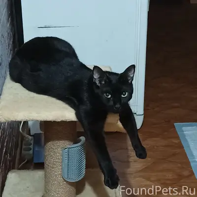 Пропал кот Арчи, Улица 9 января