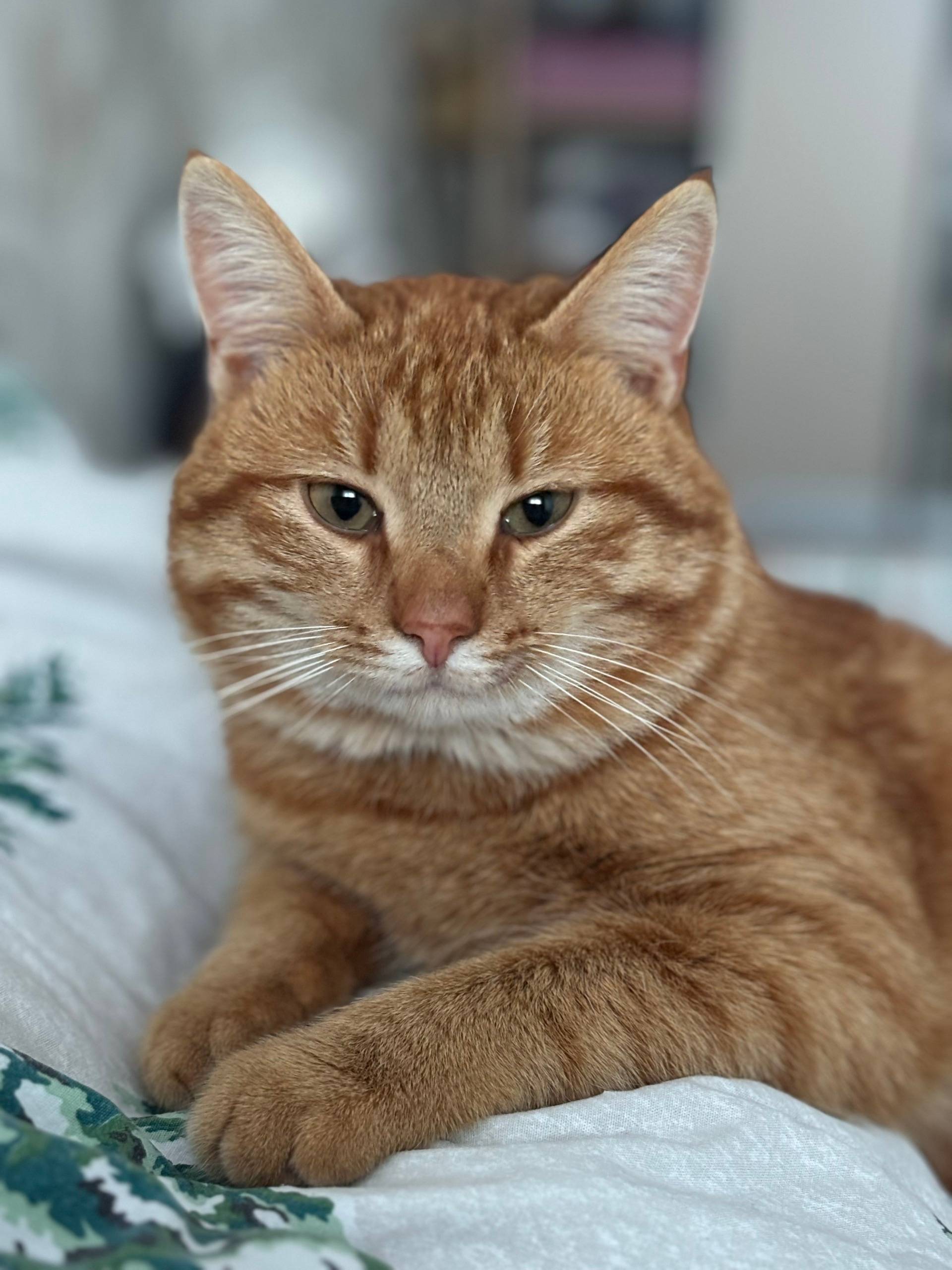 Пропал рыжий кот Мурзик, ул. РПК