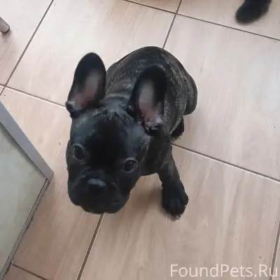 Пропал французский бульдог, В. Гризодубовой 2А
