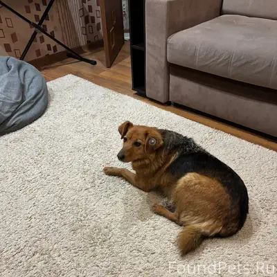 Пропала собака Жужа, Пролетарский район