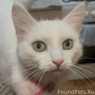 Пропала кошка Белка, Шибанкова