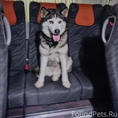 Пропала собака Чипса, Красноуфимск