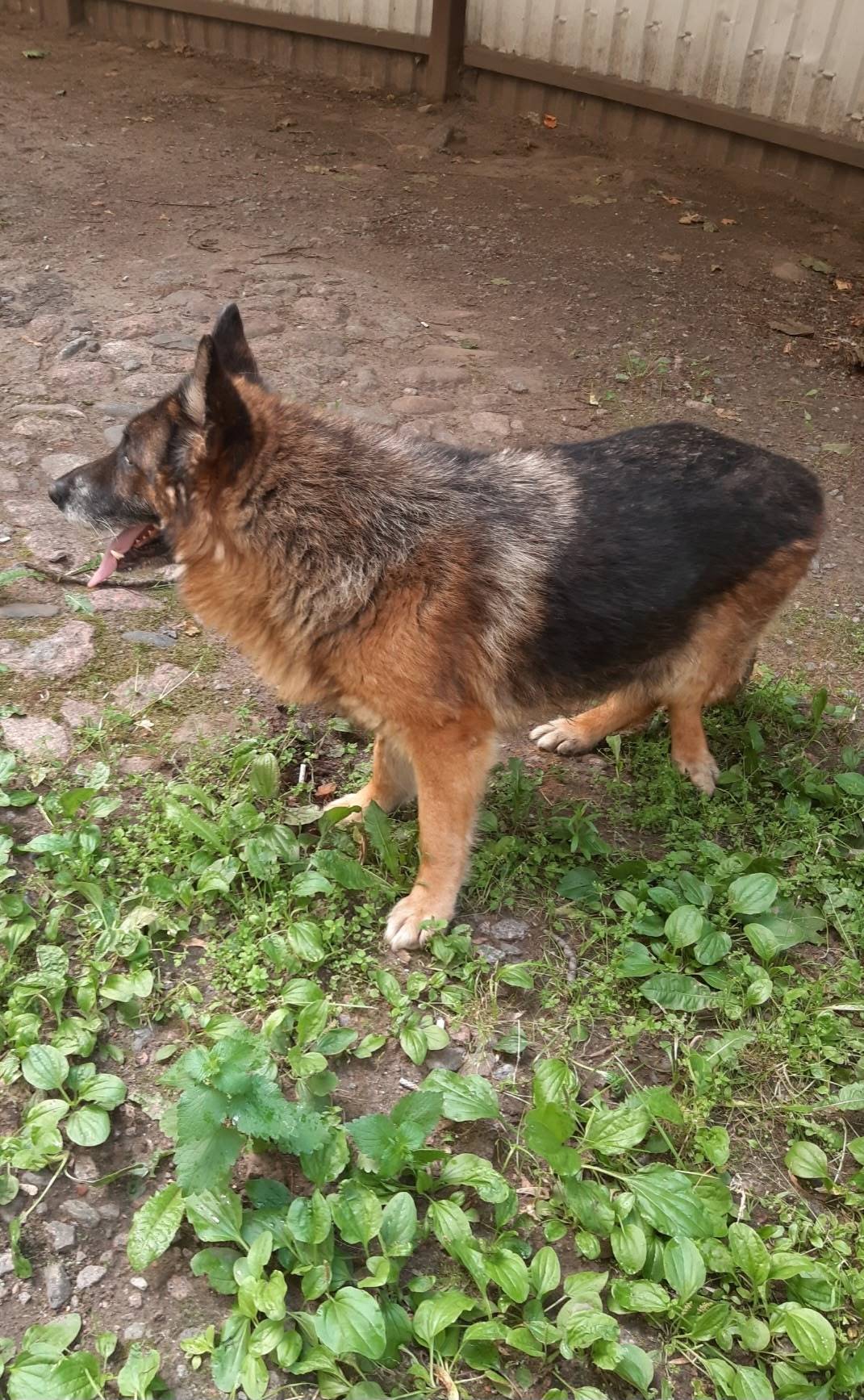 Пропала минно-розыскная собака Фиделика, район Ржевка