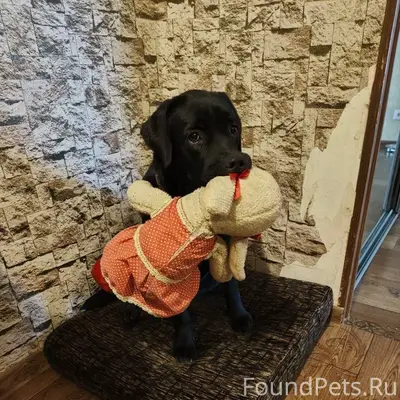 Пропала собака Дора, Югорск