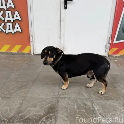 Найденныесобаки,Новороссийск,центральныйрынок