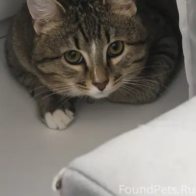 Пропал кот Шпрот, Дарна-2