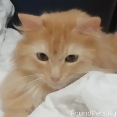 Пропал кот Мейсон, кольцевая