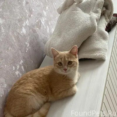 Пропала кошка, рп Колышлей, район шуист