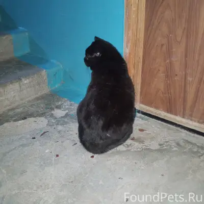 Найдена чёрная кошка, район Горгаз