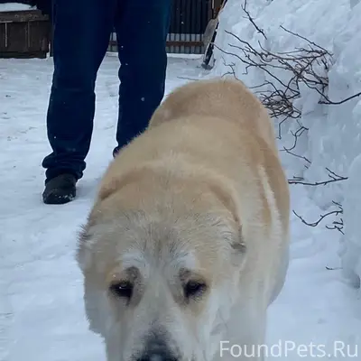 Пропала алабай, пропала в районе ул. Колхозная