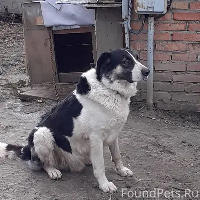 Пропал пёс Султан, Пенза