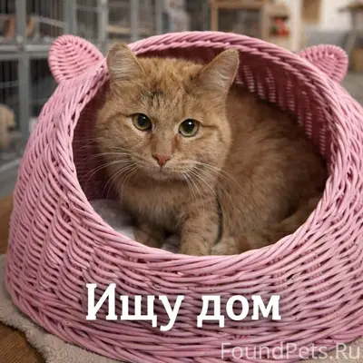 Найдена кошка Лучана, п. Емельяново