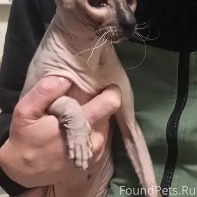 Найдена кошка сфинкс, Вагонка