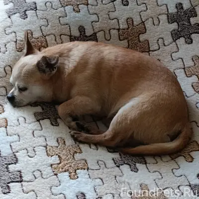 Пропал Чихуахуа, коричневый, район ул. Бурденко