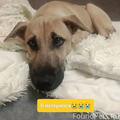 Найден щенок, район автовокзала