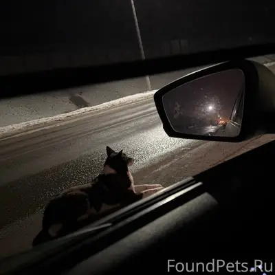 Пропала собака, Хут. Новенький