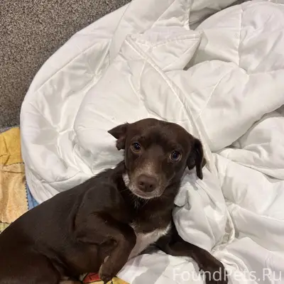 Пропал пёс Тоша, станица Ахтырская