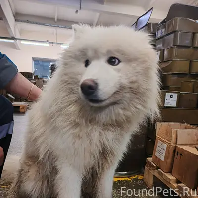 Найден кобель, Завьялово