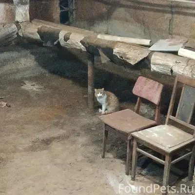 Найден кот/кошка, Камышинская 8