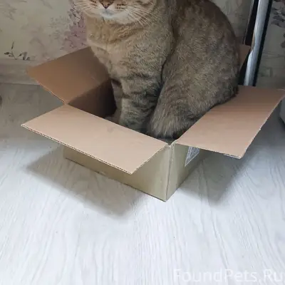 Пропал кот Пирожок, Пролетарский район