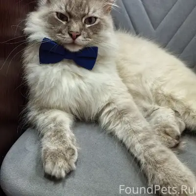 Пропал кот, [нет клички], район Прохорова/Боровая