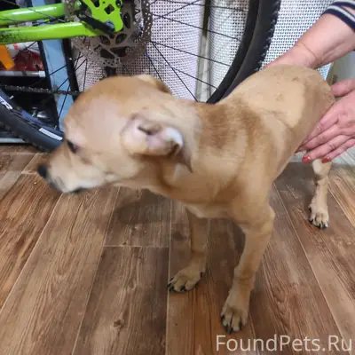 Найден пёс, Ржев, Ленина 7