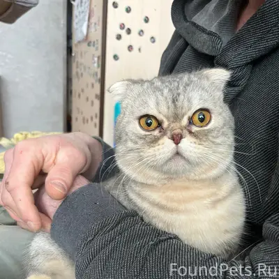 Найден кот, район 23 гимназии