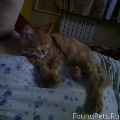 Пропал рыжий кот Бакс, Калининское район