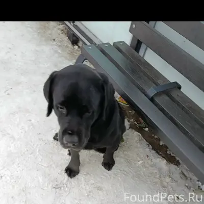 Пропали собаки, Закамск