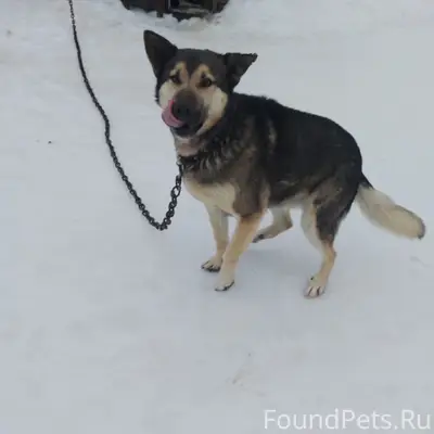 Пропала собака Мишка, Святозеро, Коткозеро
