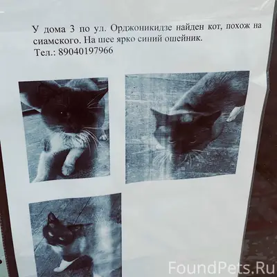Найден кот, похож на сиамского, с ярко-синим ошейником