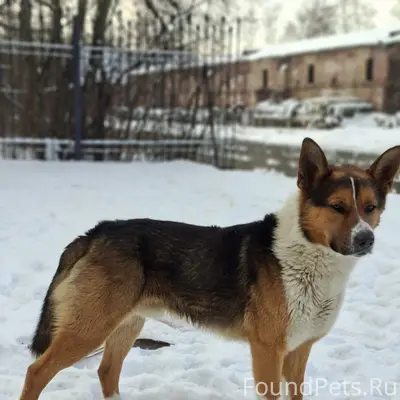 Пропал пес, Кронштадт