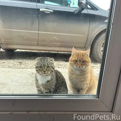 Пропал кот Вася, на поле чудес